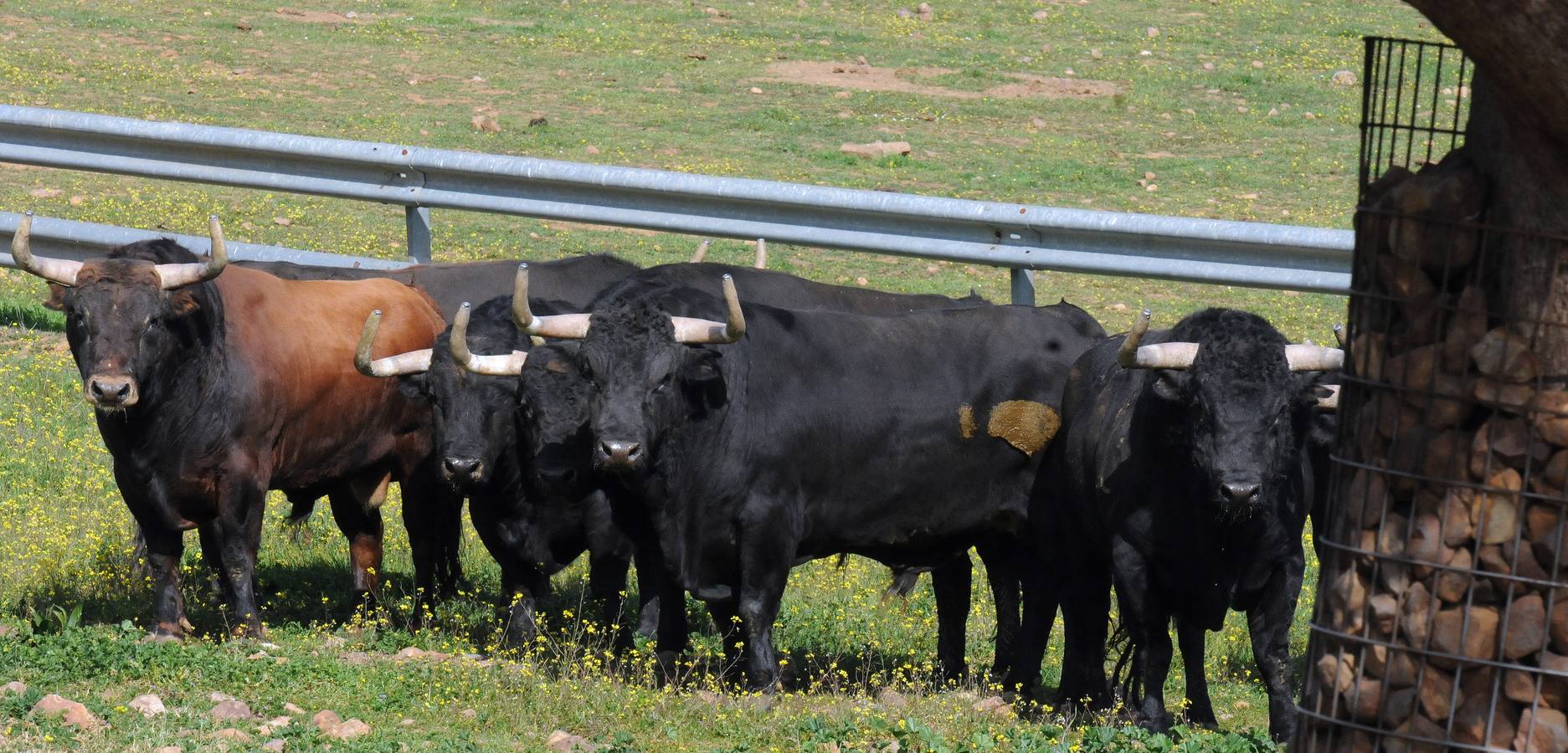 La cría de más de 20.000 cabezas de de este ganado contribuye a mantener intacto el principal ecosistema de la región