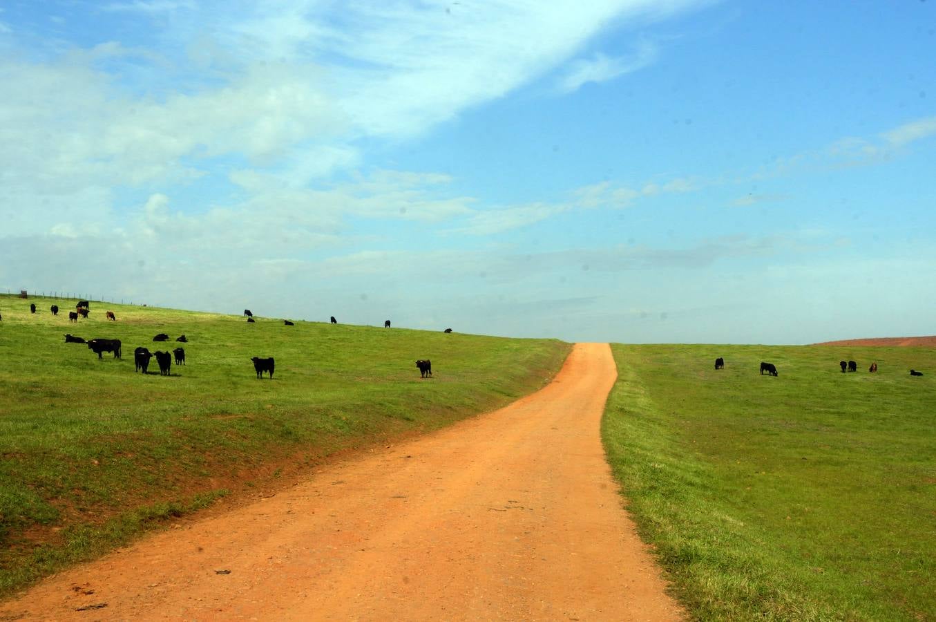 La cría de más de 20.000 cabezas de de este ganado contribuye a mantener intacto el principal ecosistema de la región