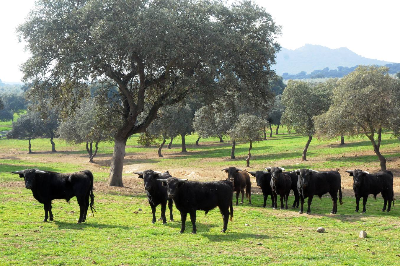 La cría de más de 20.000 cabezas de de este ganado contribuye a mantener intacto el principal ecosistema de la región