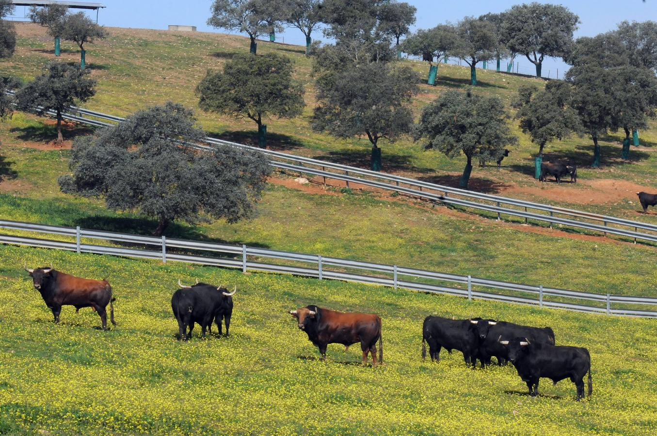 La cría de más de 20.000 cabezas de de este ganado contribuye a mantener intacto el principal ecosistema de la región