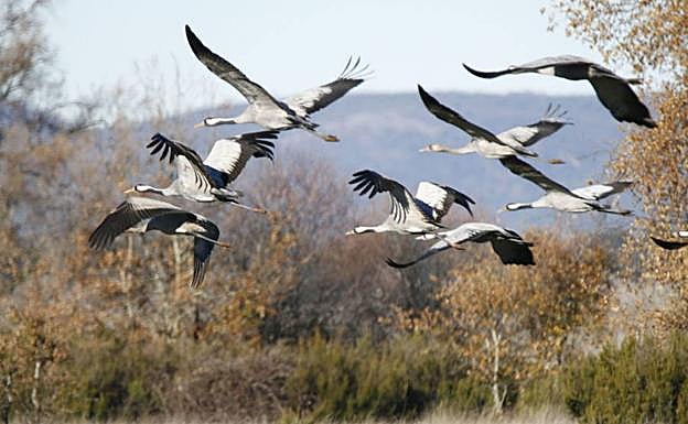 Bandada de grullas:: HOY