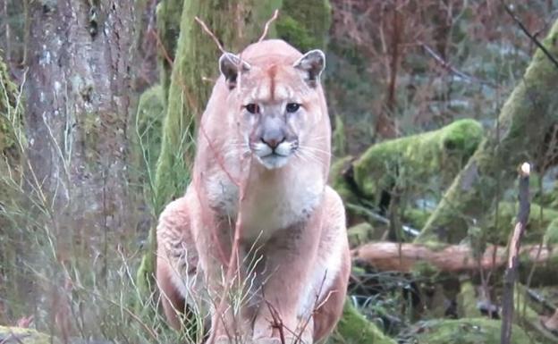 Puma salvaje