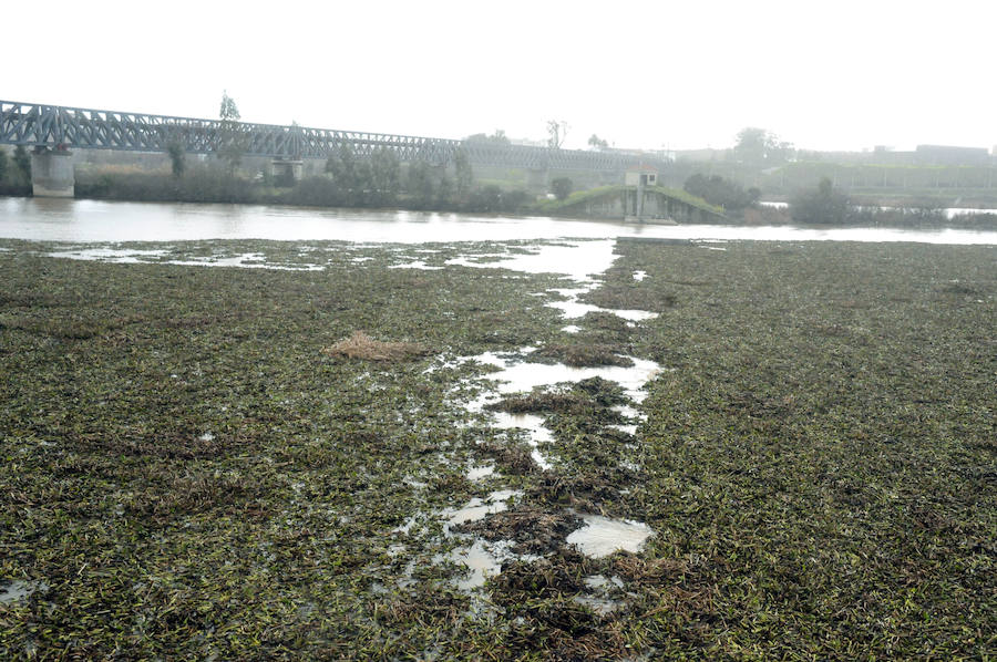 El tramo urbano del Guadiana ha sido tomado por la planta invasora
