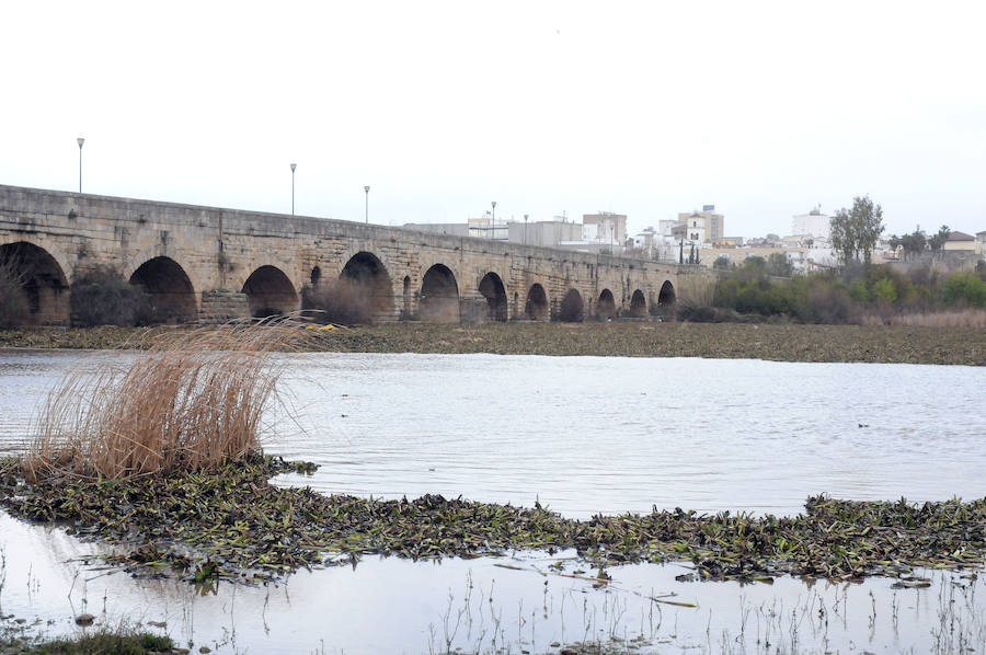 El tramo urbano del Guadiana ha sido tomado por la planta invasora