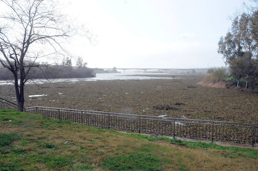 El tramo urbano del Guadiana ha sido tomado por la planta invasora