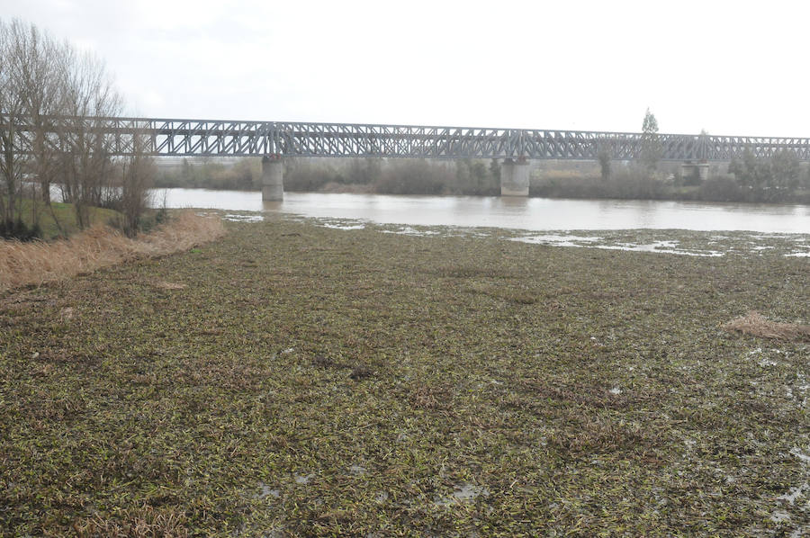 El tramo urbano del Guadiana ha sido tomado por la planta invasora