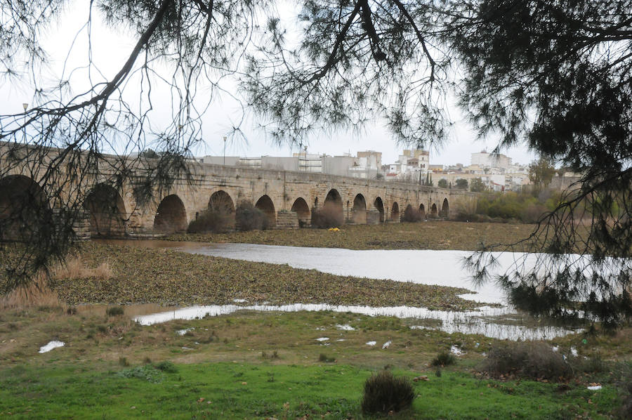 El tramo urbano del Guadiana ha sido tomado por la planta invasora