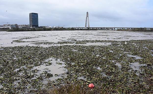 Restos de camalote en Badajoz:: CASIMIRO MORENO