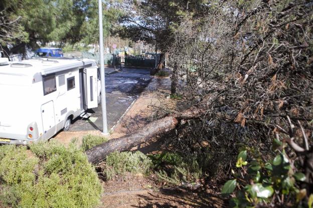 Derribado un pino junto a las caravanas y huertas anegadas en Cáceres