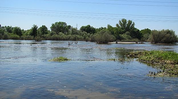 Maleza y áridos en el cauce del río. :: p. d. cruz