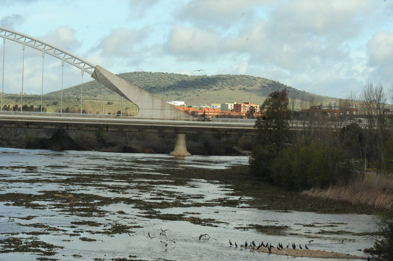 El tramo urbano del Guadiana ha sido tomado por la planta invasora