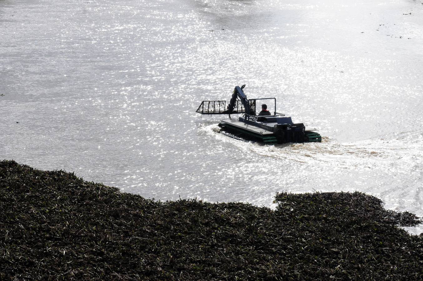 El tramo urbano del Guadiana ha sido tomado por la planta invasora