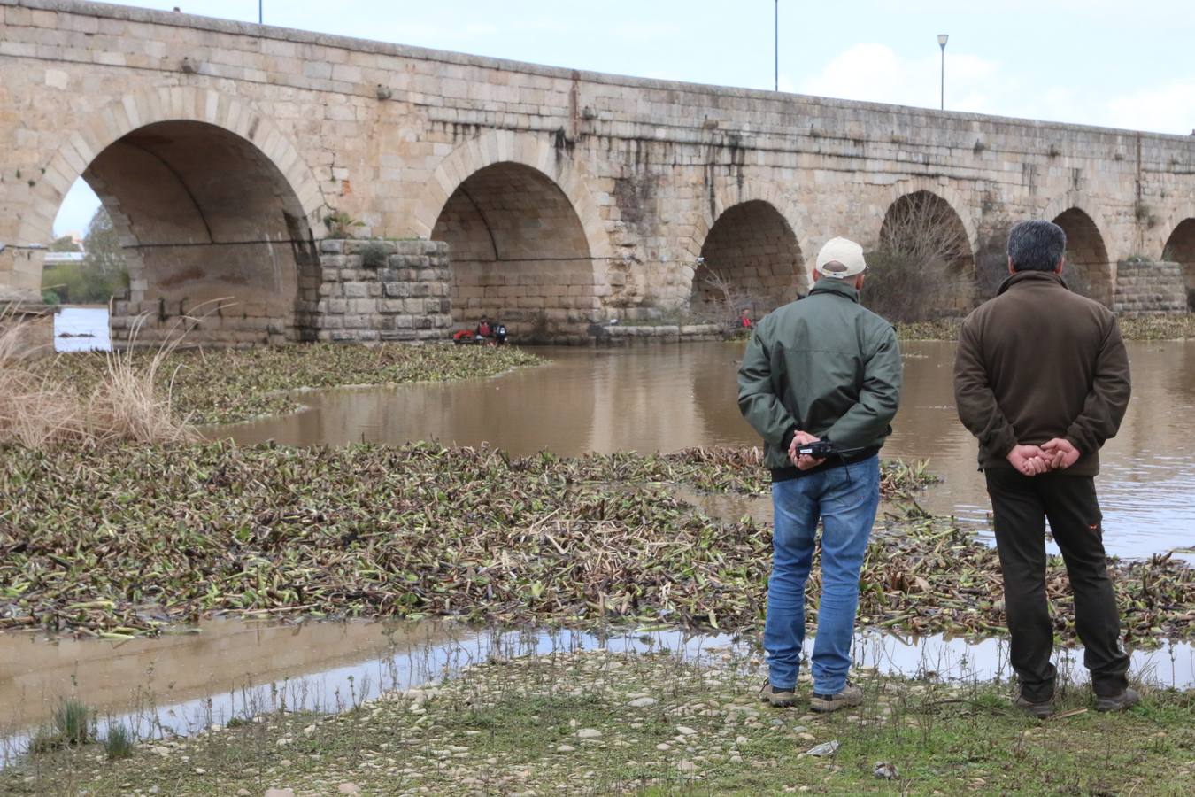 El tramo urbano del Guadiana ha sido tomado por la planta invasora