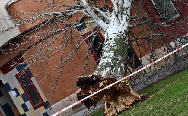 Imagen principal - El viento tumba varios árboles en Badajoz provocando daños en coches y locales