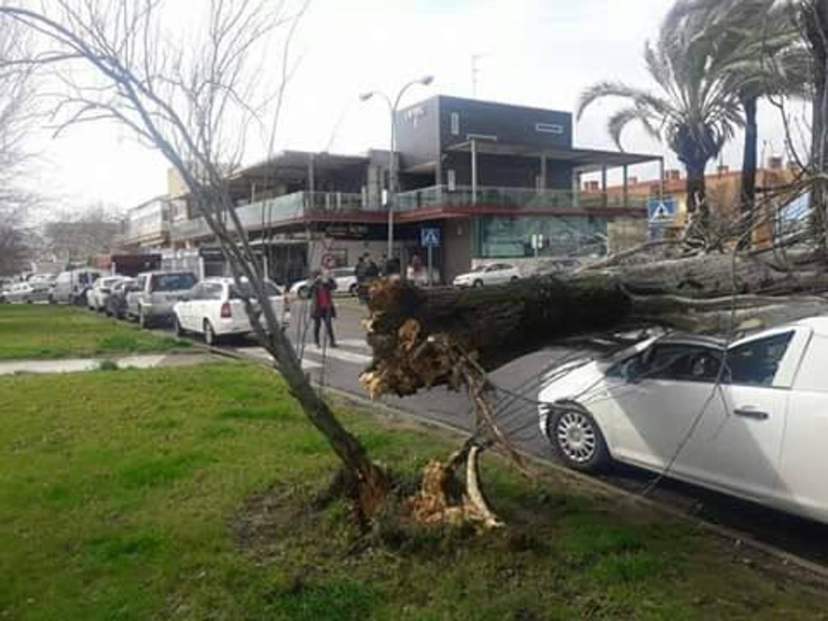 Fotos: Efectos del fuerte viento en Badajoz