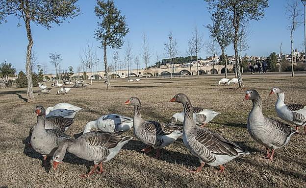 Gansos en el parque del Guadiana.: 
