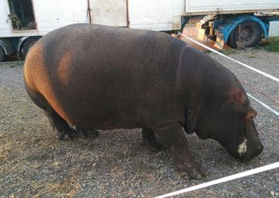 Imagen secundaria 1 - Un hipopótamo que se escapó de un circo recorre La Garrovilla