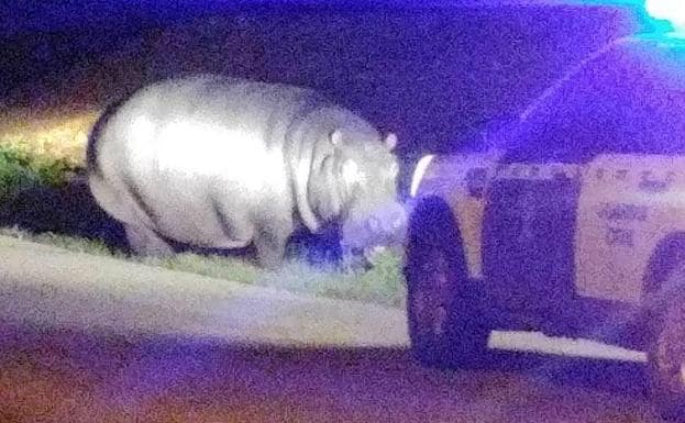 Un hipopótamo que se escapó de un circo recorre La Garrovilla