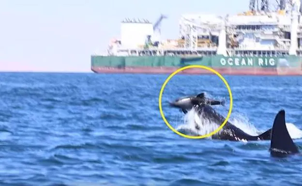 Dos orcas atacan a un delfín