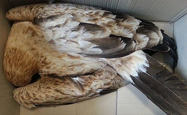 Águila imperial electrocutada en La Herrera (Albacete):: SEO/BirdLife