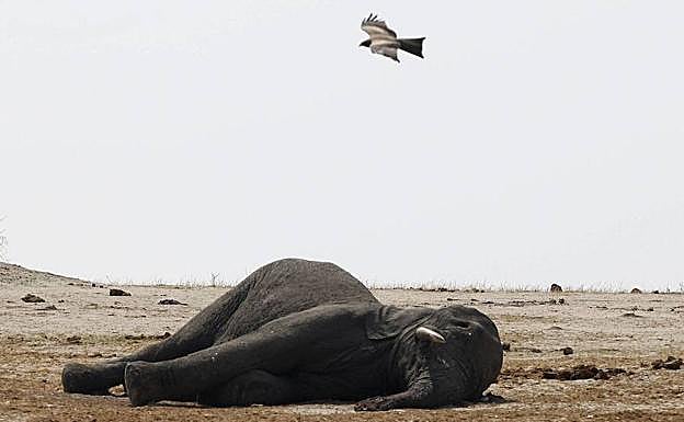 Cadáver de un elefante africano. 