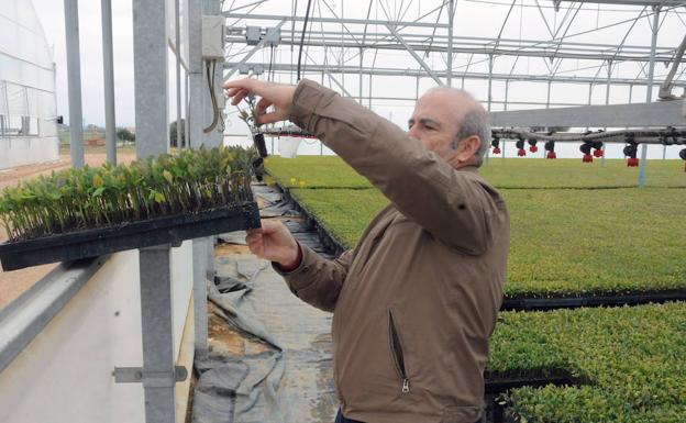 Pepe Gomendio, con una planta de tomate