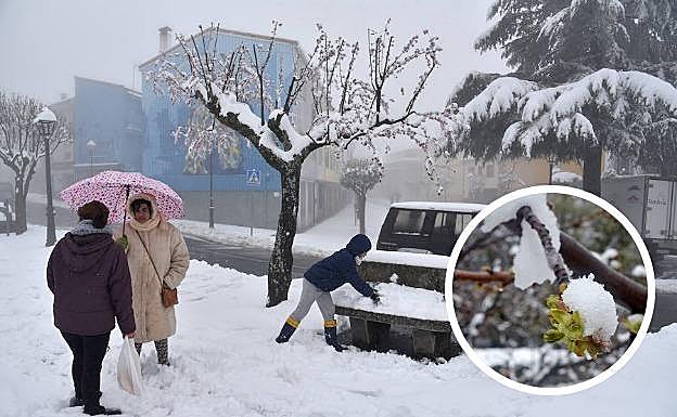 Pese a estar en primavera, la meteorología dejó esta estampa típicamente invernal en Piornal, el pueblo más alto de la región. En el círculo, detalle de un cerezo nevado