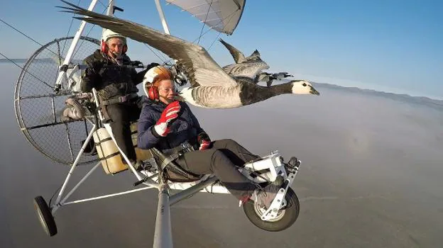 Christian Moullec vuela con su ultraligero incrustado en la bandada de gansos. :: 'voler avec les oiseaux'