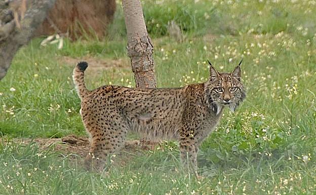 Estela con un cachorro entre las zarzas.