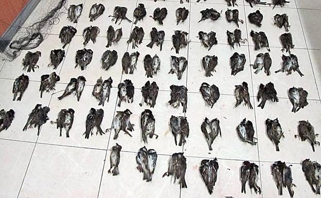 Sorprendido un vecino de Calzadilla de los Barros que cazó 191 gorriones con redes prohibidas