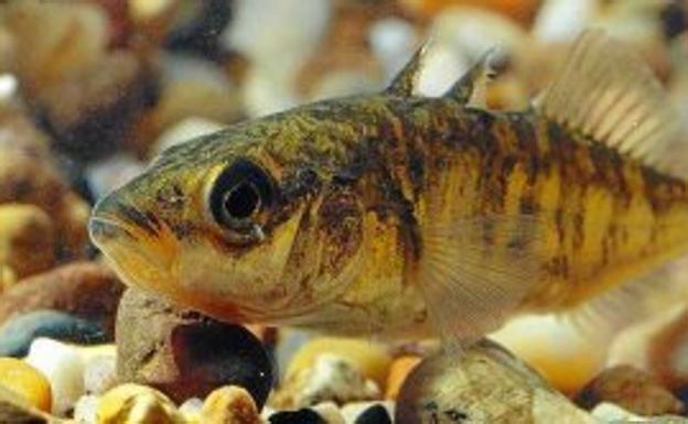 Ecologistas en Acción pide a la Junta un plan para salvar al pez espinoso