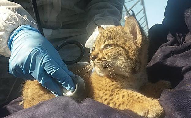 Un cachorro de Kolia. 