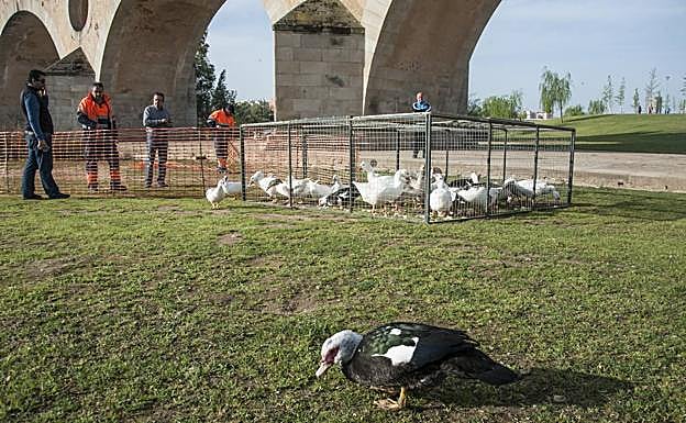 Imagen. Sacos de pan duro, dos jaulas metálicas, una malla naranja y una red negra para atrapar a los gansos
