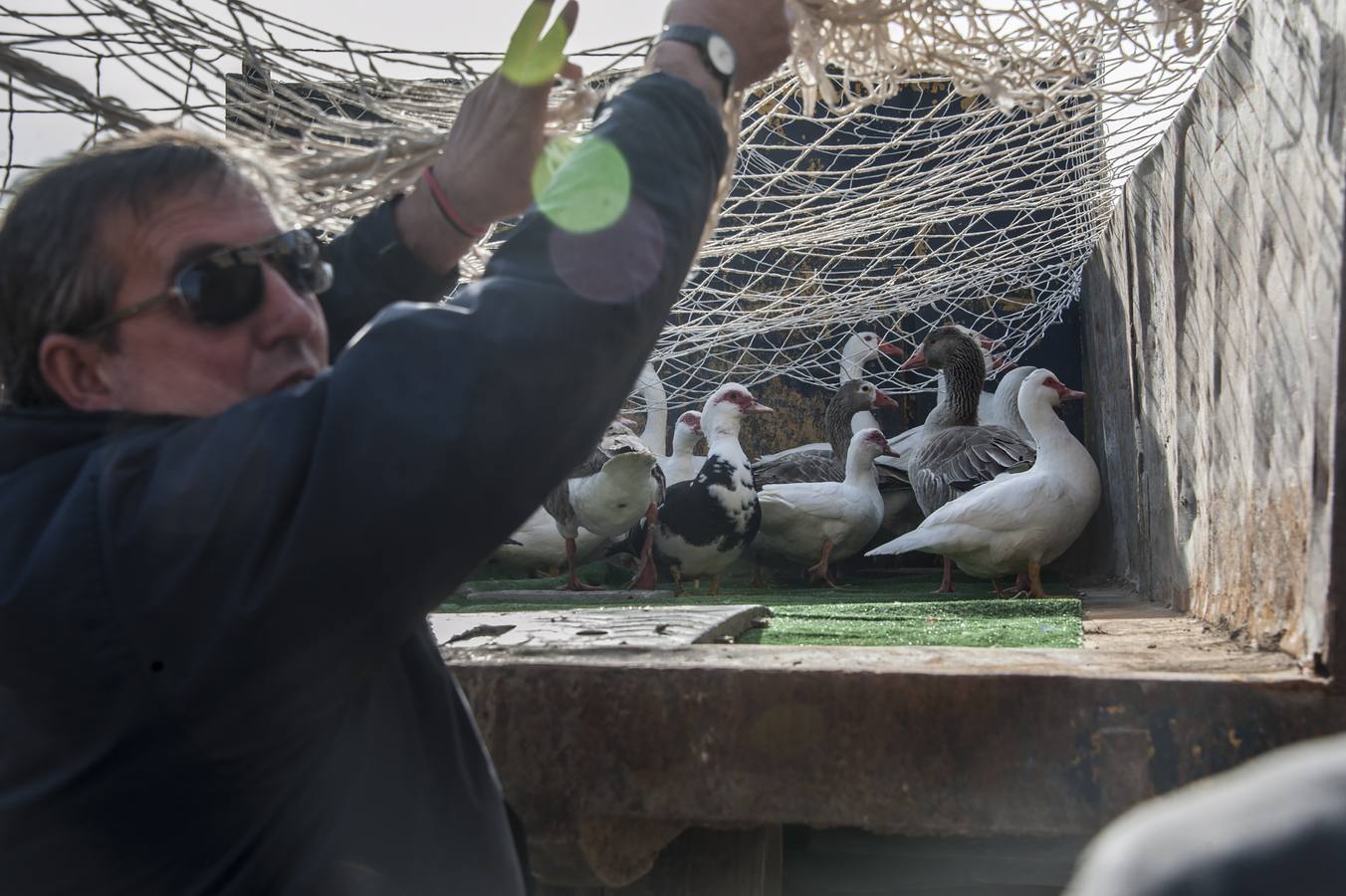 Los primeros 60 gansos capturados irán a las localidades de Riolobos y Maguilla