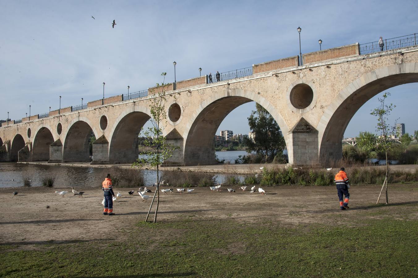 Los primeros 60 gansos capturados irán a las localidades de Riolobos y Maguilla