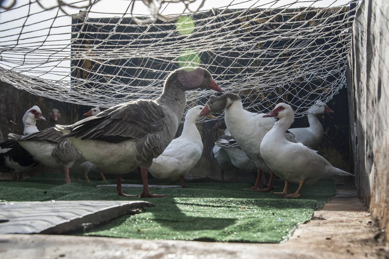 Los primeros 60 gansos capturados irán a las localidades de Riolobos y Maguilla