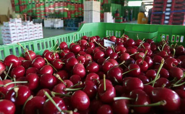 La campaña de cereza en Extremadura se retrasa entre 15 y 20 días