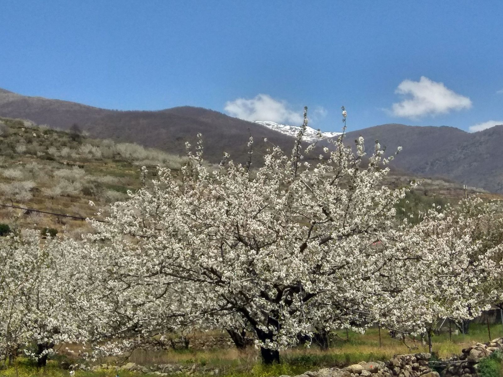 Cerezo florecido en el Valle del Jerte, esta semana:: HOY