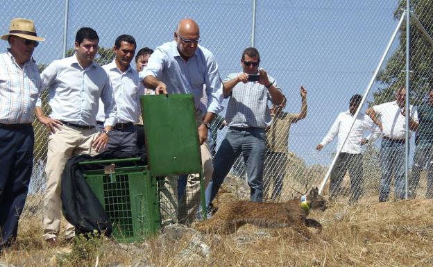 Liberación de un ejemplar de lince en 2014 