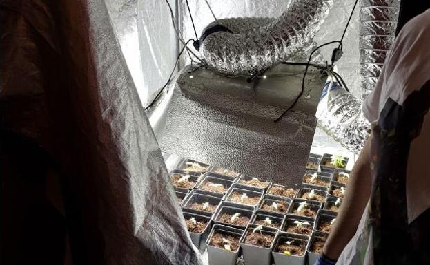 Planta de marihuana en el invernadero descubierto en un domicilio:: HOY