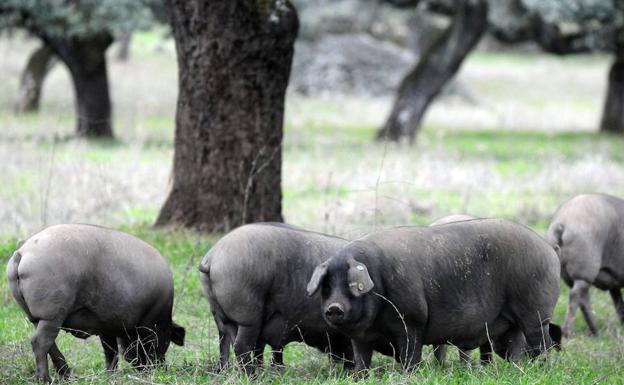 Un total de 270.306 cerdos ibéricos se han cebado esta montanera en la región, según UPA