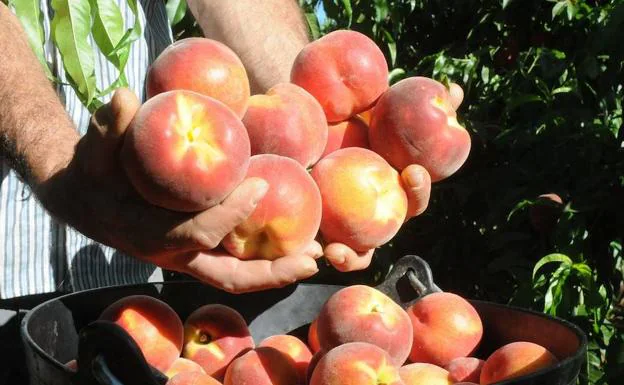El inicio de la campaña de fruta se retrasará en Extremadura unos 15 días