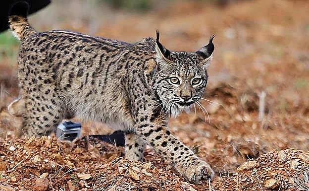 Muere atropellado en Portugal un lince ibérico nacido en Extremadura