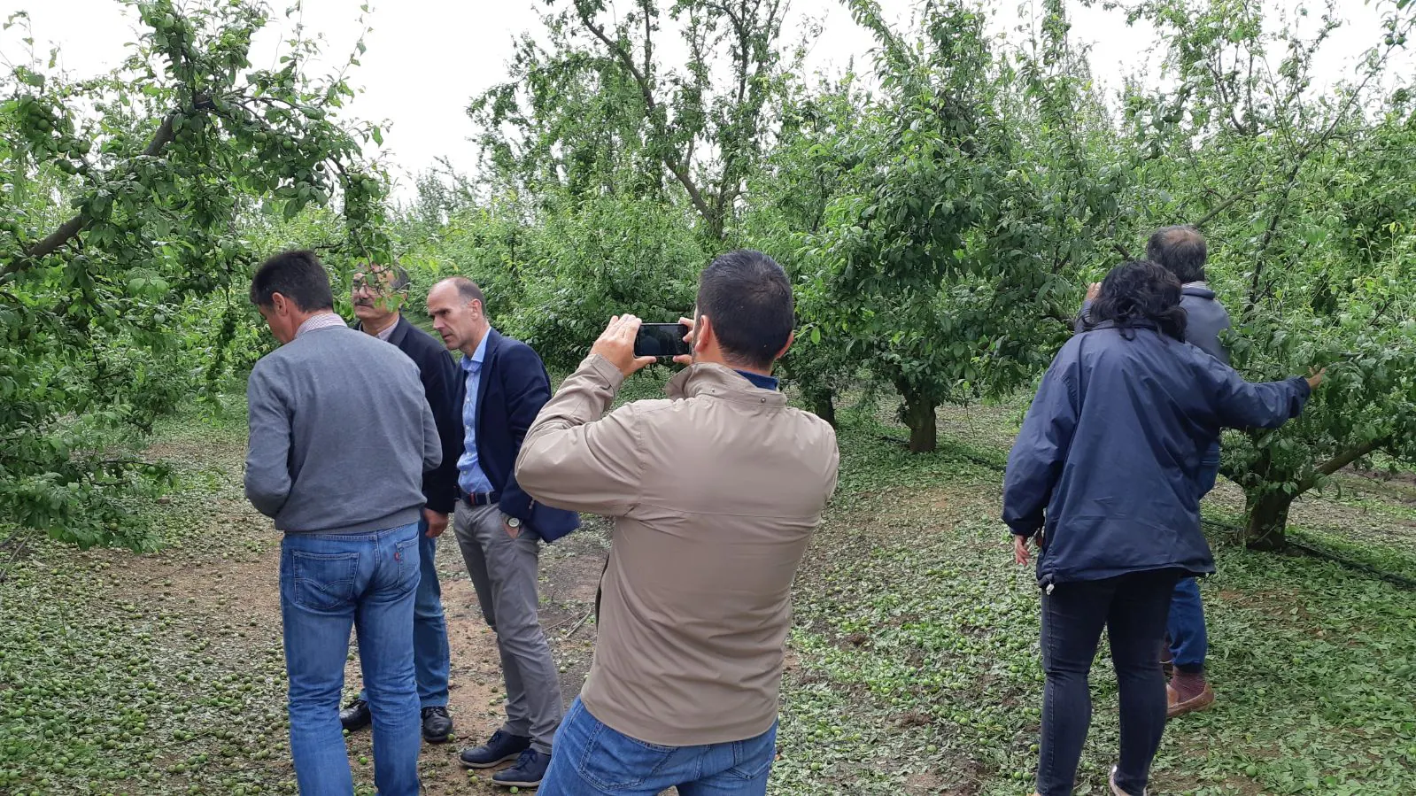 La finca municipal Amgsa de Guareña afectada por el granizo