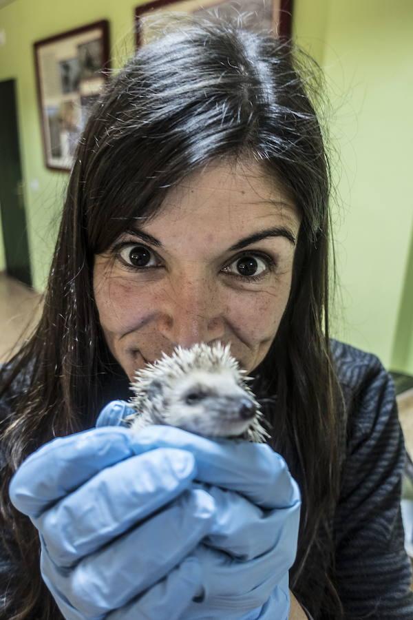 Sara Díaz, bióloga de AMUS, sostiene un erizo entre sus manos.