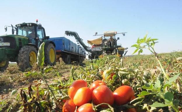 Recogida del tomate en la campaña pasada en las Vegas del Guadiana 