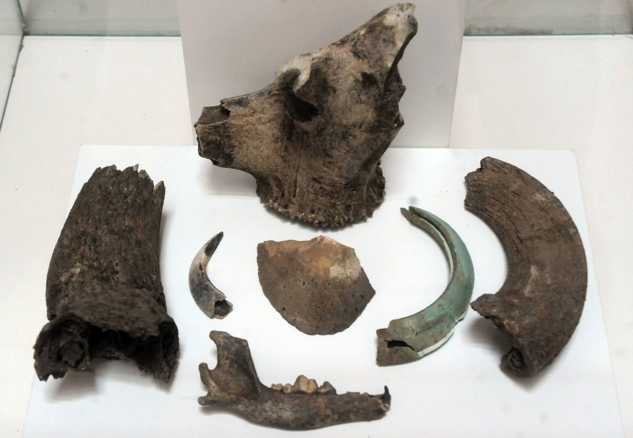 El Museo Nacional de Arte Romano de Mérida ofrecerá la exposición temporal 'Animalia Inter Emeritenses'