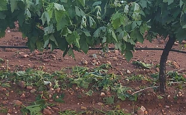 Galería. Daños en cultivos de Arroyo.