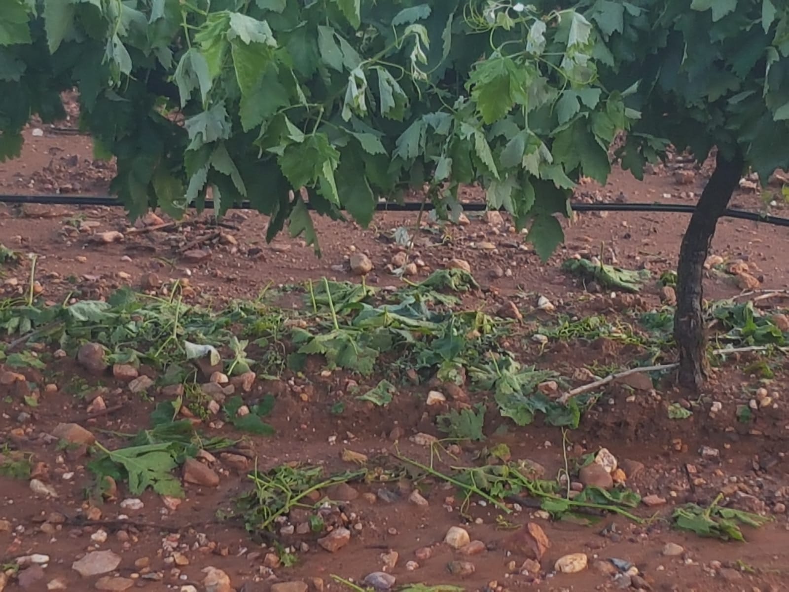 Un fuerte aguacero con granizó ha afectado este domingo cultivos de la localidad pacense