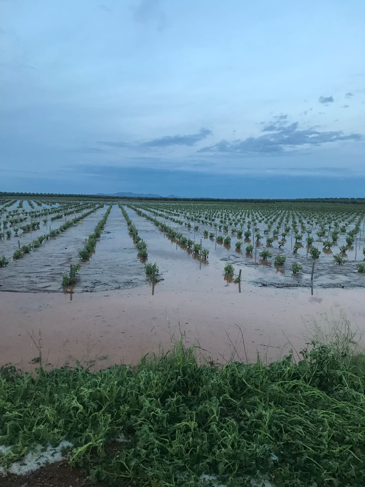 Un fuerte aguacero con granizó ha afectado este domingo cultivos de la localidad pacense